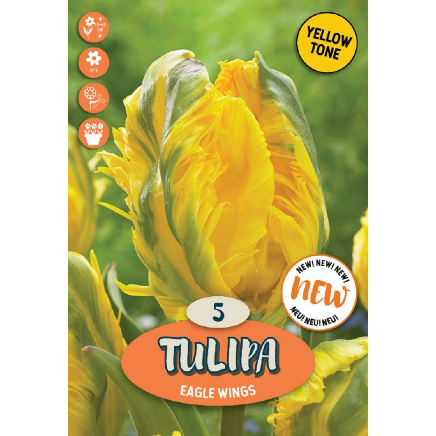 Royal De Ree Holland Květinové cibulky Tulipán Eagle Wings