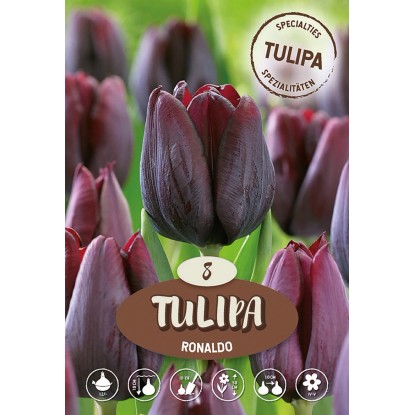 Tulipán Triumph Ronaldo