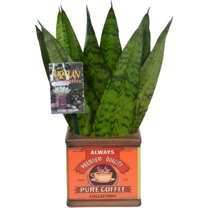 Mix zelených rostlin Easy Care v retro keramice průměr květináče cca 10 cm