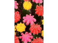 Gymnocalycium různé druhy průměr květináče cca 5,5 cm Cactaceae