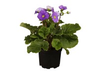 OBI Prvosenka průhonická fialová pr. květináče cca 9 cm x 9 cm