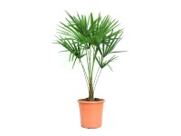 GROW by OBI Trachykarpus žíněný/ palma konopná (Trachycarpus fortunei) pr. 24 cm