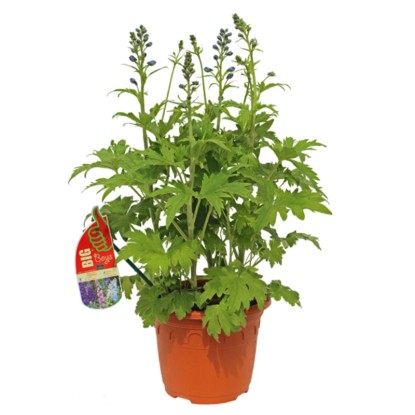 GROW by OBI Stračka vyvýšená (Delphinium Elatum Hybride) "Merlin" cca 60 cm