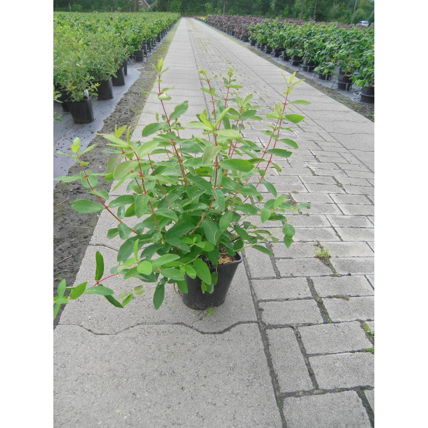 philodendron bipennifolium violin Philodendron Bipennifolium Aurea 6