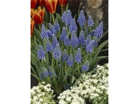 Grow by OBI Modřenec arménský (Muscari armeniaca) různé barvy, pr. 9 cm
