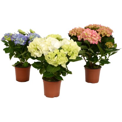 Pokojová hortenzie různé barvy průměr květináče cca 14 cm