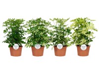 Šeflera dlanitolistá (Schefflera arboricola) různé odrůdy 50 cm, pr. 21 cm Šeflera dlanitolistá (Schefflera arboricola) různé odrůdy 50 cm, pr. 21 cm