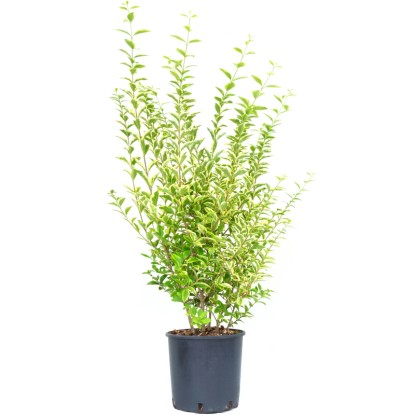 OBI Ptačí zob vejčitolistý (Ligustrum ovalifolium) "Aureum" výška 80-100 cm 10 l