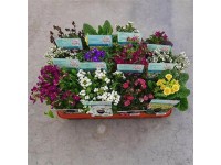 Letní trvalky různé druhy