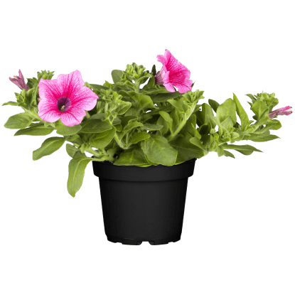 Petúnie (Petunia potunia) keř, světle růžová, pr. 14 cm