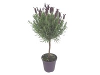 Landgard Levandule smilovitá (Lavandula stoechas) fialová pr. 18 cm