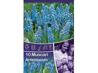 Modřenec - Muscari Armeniacum