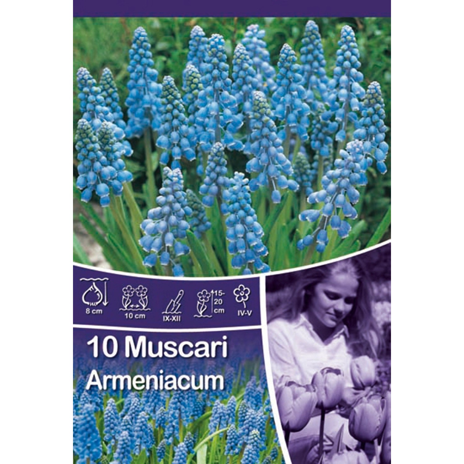 Modřenec - Muscari Armeniacum