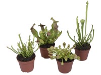 Špirlice (Sarracenia) mix, pr. květináče 9 cm