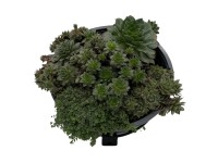 Venkovní sukulenty mix 5-10 cm, pr. 23 cm