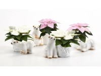 Malá vánoční hvězda v keramické nádobě v podobě ledního medvěda pr. cca 6 cm