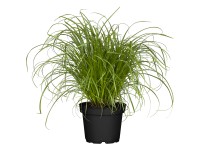 Landgard Šáchor střídavolistý (Cyperus alternifolius) 