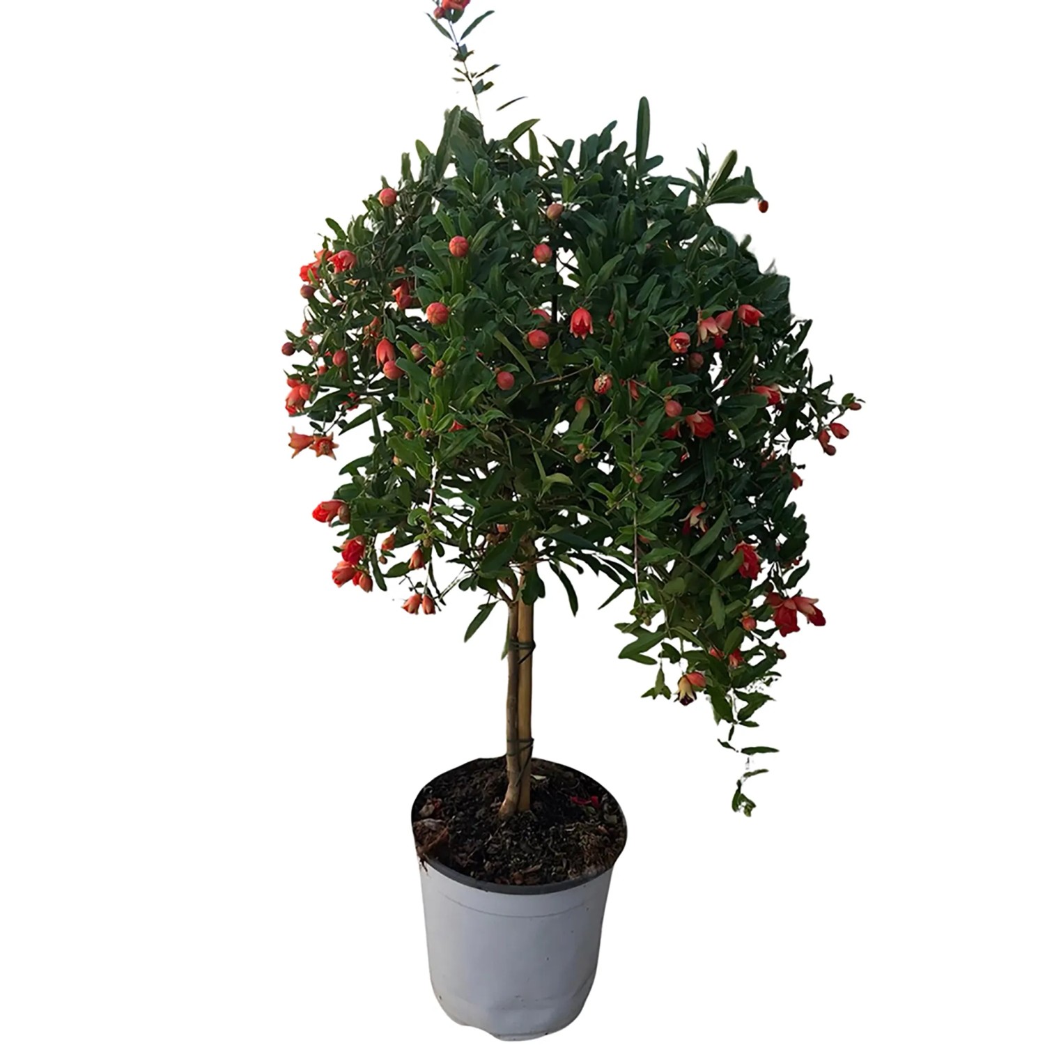 Landgard Granátové jablko (Punica granatum) na kmínku 30-40 cm, pr. 21 cm