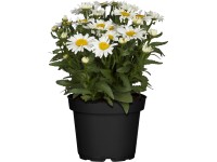 OBI Kopretina zahradní průměr květináče cca 19 cm Leucanthemum