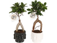 Bonsaj fíkovníku (Ficus microcarpa) Ginseng, v keram. květináči, pr. cca 11 cm