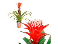 GROW by OBI Guzmánie El Cope červená průměr květináče cca 12 cm GROW by OBI Guzmánie El Cope červená průměr květináče cca 12 cm