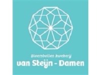 Van Steijn - Damen