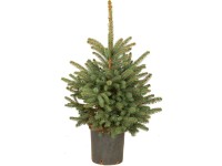 ABC Vánoční stromek v květináči Smrk pichlavý (Picea pungens) výška 40-60 cm