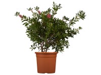 GROW by OBI Štětkovec citrónový (Callistemon citrinus) výška 20-30 cm, 3 l