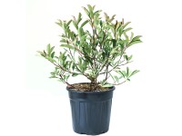 GROW by OBI Blýskavka Fraserova (Photinia fraseri) GROW by OBI Blýskavka Fraserova (Photinia fraseri)