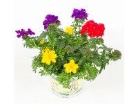 Q-Flower Aranžmá mix letniček 