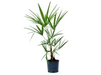 GROW by OBI Trachykarpus žíněný (Trachycarpus fortunei) cca výška 25 cm, 2 l