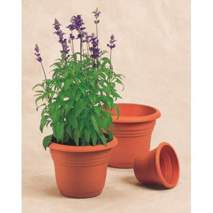Květináč Florus Fiore Alessia, Ø 30 cm, terakota, s rostlinou.