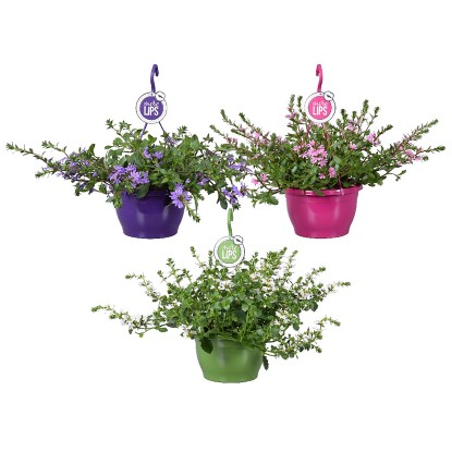 GROW by OBI Vějířovka nezlomná (Scaevola aemula), pr. kv. cca 25 cm