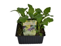 Landgard Kedluben mix (Brassica oleracea var. gongylodes) 6 ks v misce