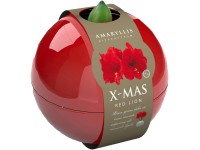 Hvězdník červený nebo bílý v kulovité nádobě průměr květináče cca 16 cm