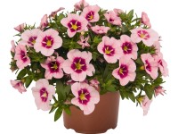 Kalibrachoa jednobarevná průměr květináče cca 12 cm Calibrachoa Kalibrachoa jednobarevná průměr květináče cca 12 cm Calibrachoa