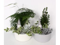 Zimní aranžmá zelených rostlin pr. květináče 18 cm