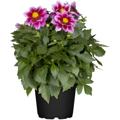 Grow by OBI Jiřina (Dahlia Hybride), pr. květináče cca 13 cm