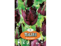 Papouškovitý tulipán 