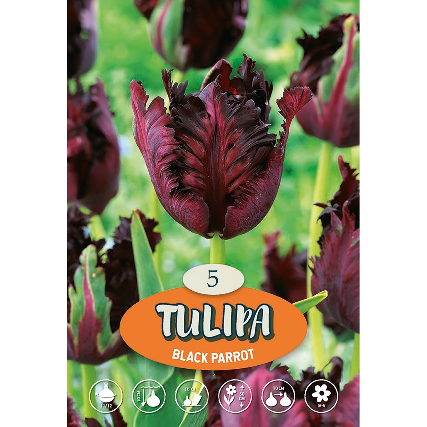 Papouškovitý tulipán "Black Parrot", 5 ks v balení