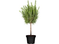 GROW by OBI Výběr bylinek na kmínku různé druhy pr. cca 14 cm