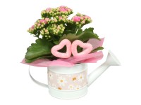 Kolopejka vděčná (Kalanchoe blossfeldiana) v zinkovém kv., pr. kv. cca 21 cm