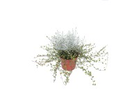 CZ-FLORA Drátovec (Calocephalus) + Mulenbekie (Muehlenbeckia) pr. cca 13 cm CZ-FLORA Drátovec (Calocephalus) + Mulenbekie (Muehlenbeckia) pr. cca 13 cm