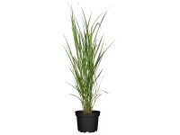 GROW by OBI Ozdobnice čínská (Miscanthus Sinensis Giganteus),pr. květináče 23 cm GROW by OBI Ozdobnice čínská (Miscanthus Sinensis Giganteus),pr. květináče 23 cm