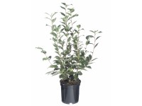 Kamélie různé barvy pr. květináče cca 13 cm