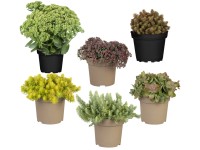 Landgard Rozchodník (Sedum) mix pr. cca 15 cm Landgard Rozchodník (Sedum) mix pr. cca 15 cm