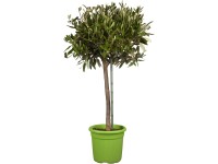 Olivovník evropský (Olea europaea), 70-80 cm, pr. kv. cca 18 cm Olivovník evropský (Olea europaea), 70-80 cm, pr. kv. cca 18 cm