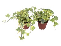 Břečťan popínavý průměr květináče cca 9 cm žlutý pestrý Břečťan popínavý průměr květináče cca 9 cm žlutý pestrý