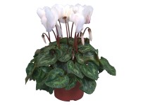 Brambořík Midi, bílý, pr.  květináče cca 10,5 cm