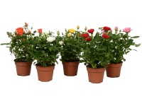 Royal Lemkes Růže (Rosa) 